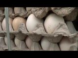 Aparat Polres Bogor Tangkap Pelaku Penjual Ribuan Telur Busuk - NET12