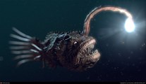 10 Most Unusual Deep Sea Creatures‏