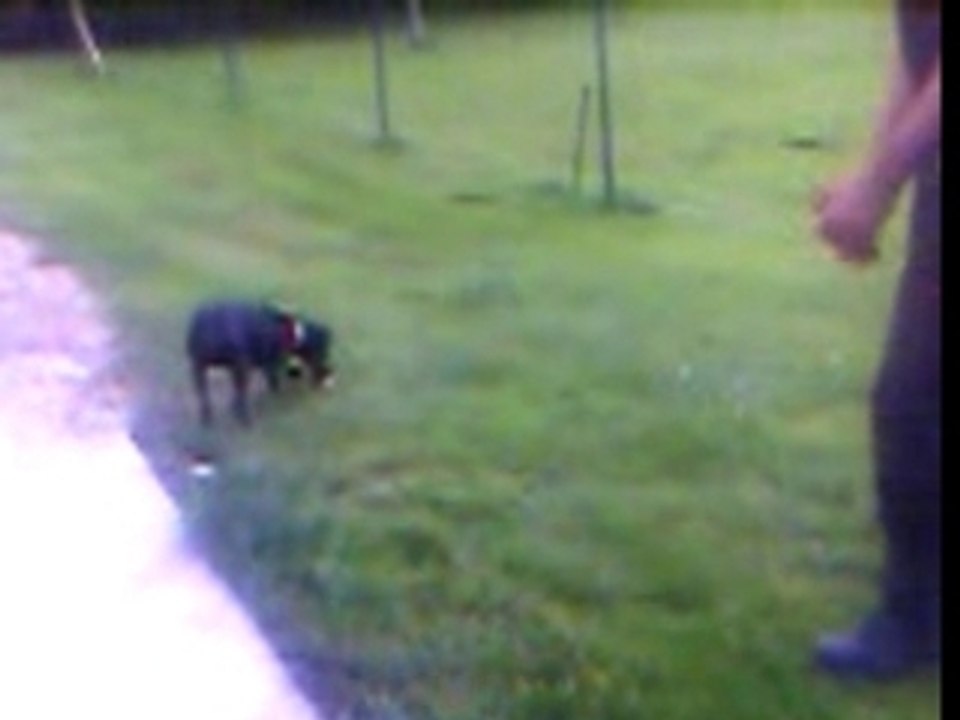 Baggy le fou avec sa pate de sanglier