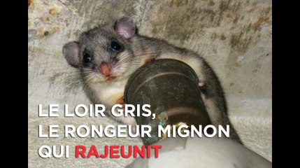 Le loir gris, ce petit rongeur qui pourrait faire rajeunir l'Homme ?