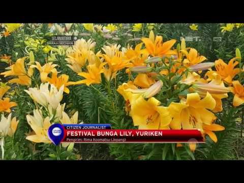 Jutaan Bunga Lily Hiasi Pantai Osaka Jepang - NET12