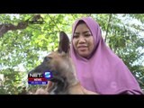 Muslimah Penyelamat Anjing Asal Lombok - NET5