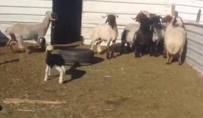 Annesi arayan kuzu koyunları böyle korkuttu