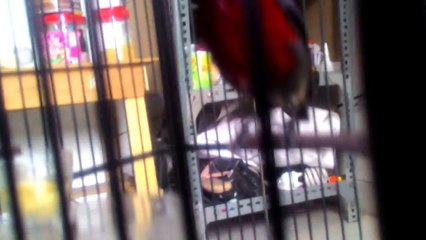 Kolibri ninja dada merah