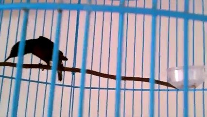 KOLIBRI NINJA SIAP ADU