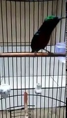 kolibri ninja Gacor keras dan kencang