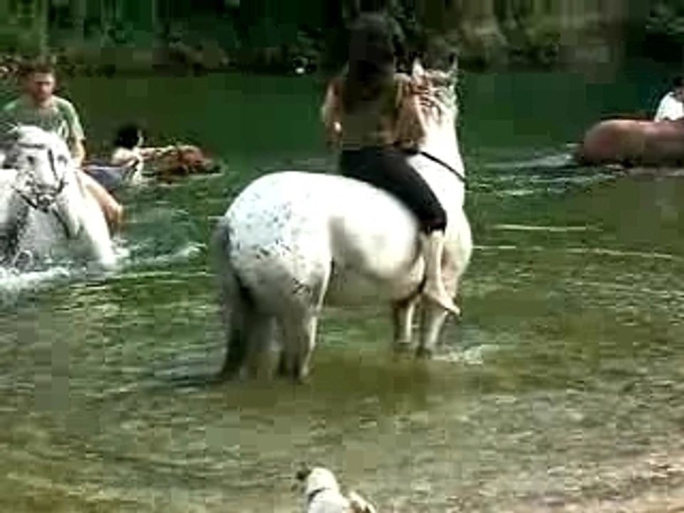 Baignade avec les  chevaux