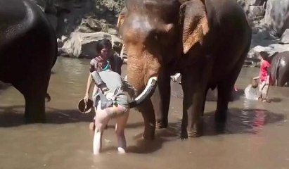 Fili severken boynuz darbesiyle havaya uçtu