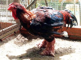 Muğla'da Ejderha Tavuğu Yetiştirdiler