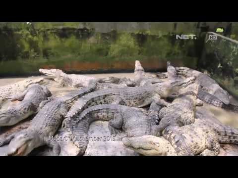 Satu Indonesia Bersama Kepala BNN, Budi Waseso