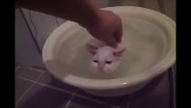 Funny Crazy Cats Playing in Water & Taking Baths - Funny Kitty Cats, Funny Pets, Funniest Animals