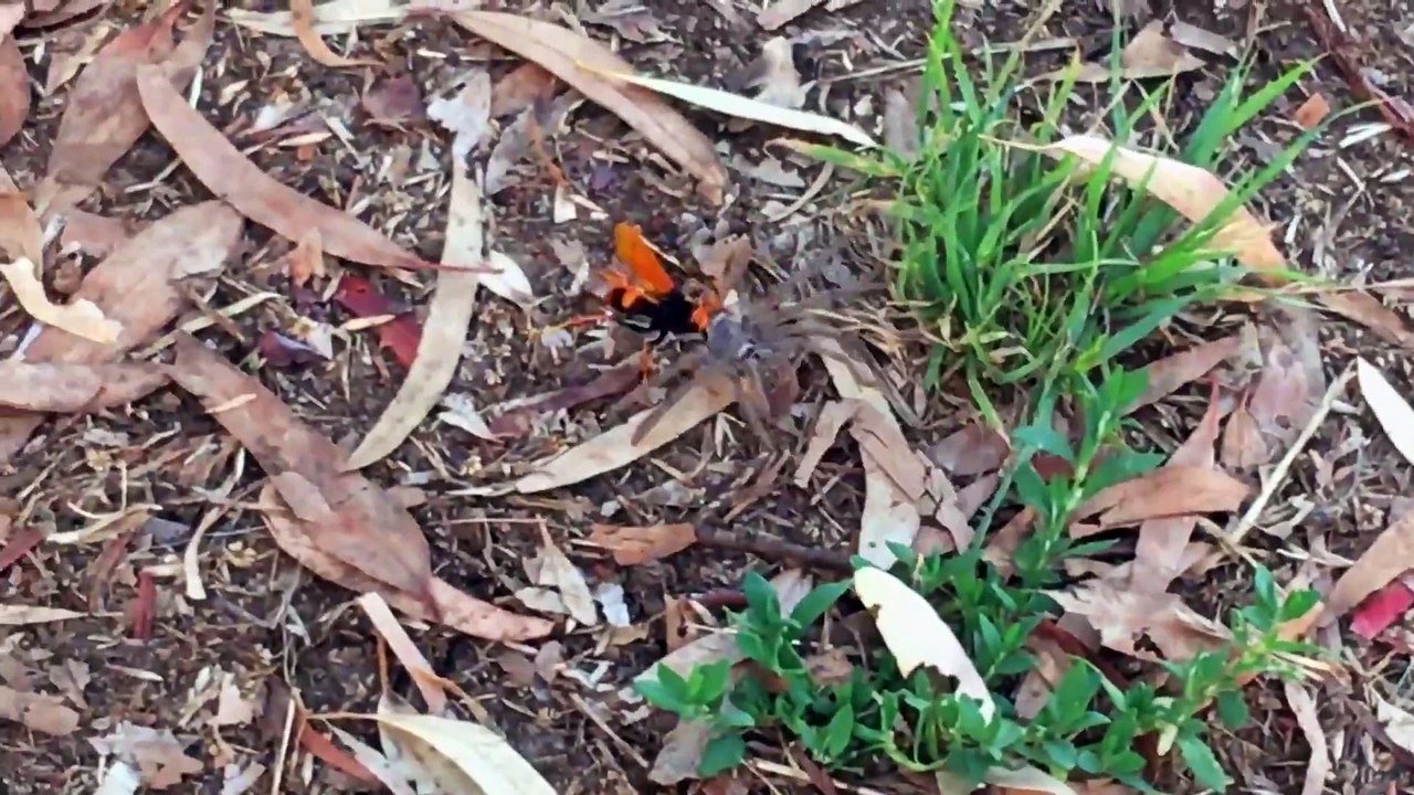 En australie y'a bien pire que les araignées géantes... La preuve