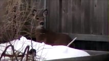 Cette biche va sauter une cloture de 2m de haut