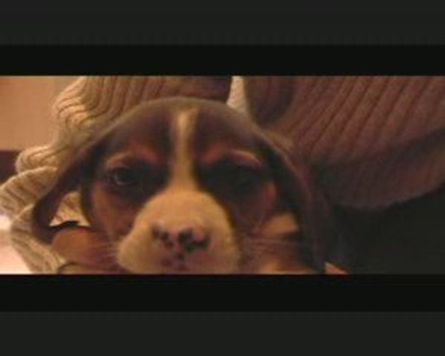 CHIOT  BEAGLE (vegas 2004)