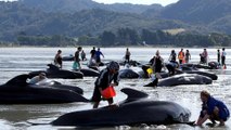 Nuova Zelanda, le balene spiaggiate lottano per tornare in acqua