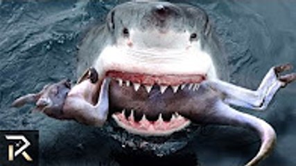 The Most Dangerous Creatures Down South