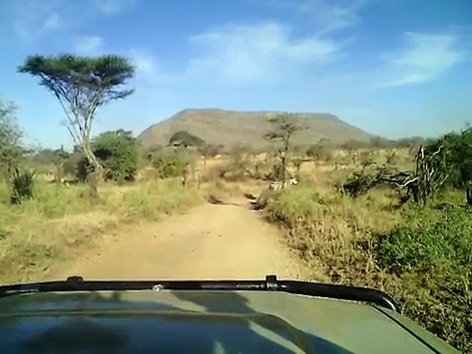 Discover The Unforgettable Adventures Tanzania Safari Tours