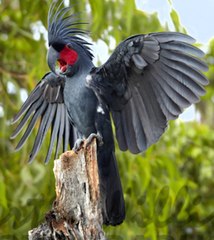 Black Palm Cockatoo