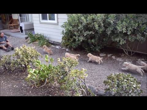 Attaque de chiots golden retriever