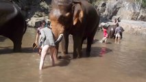 Un éléphant fait voler une femme avec ses défenses