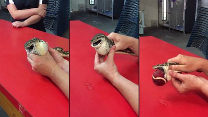 Un serpent recrache une balle de tennis