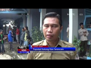 Pelepasliaran 4 Kukang Jawa di Gunung Syawal Ciamis - NET5