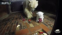 Table etiquette׃ Polar bear mother set some ground rules for charming bear cub