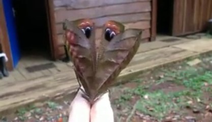 Regarde de plus près, une drôle de feuille...