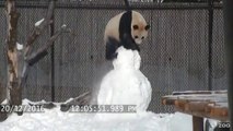 Quand un panda fait sa fête à un bonhomme de neige