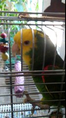 Bird sings and humms