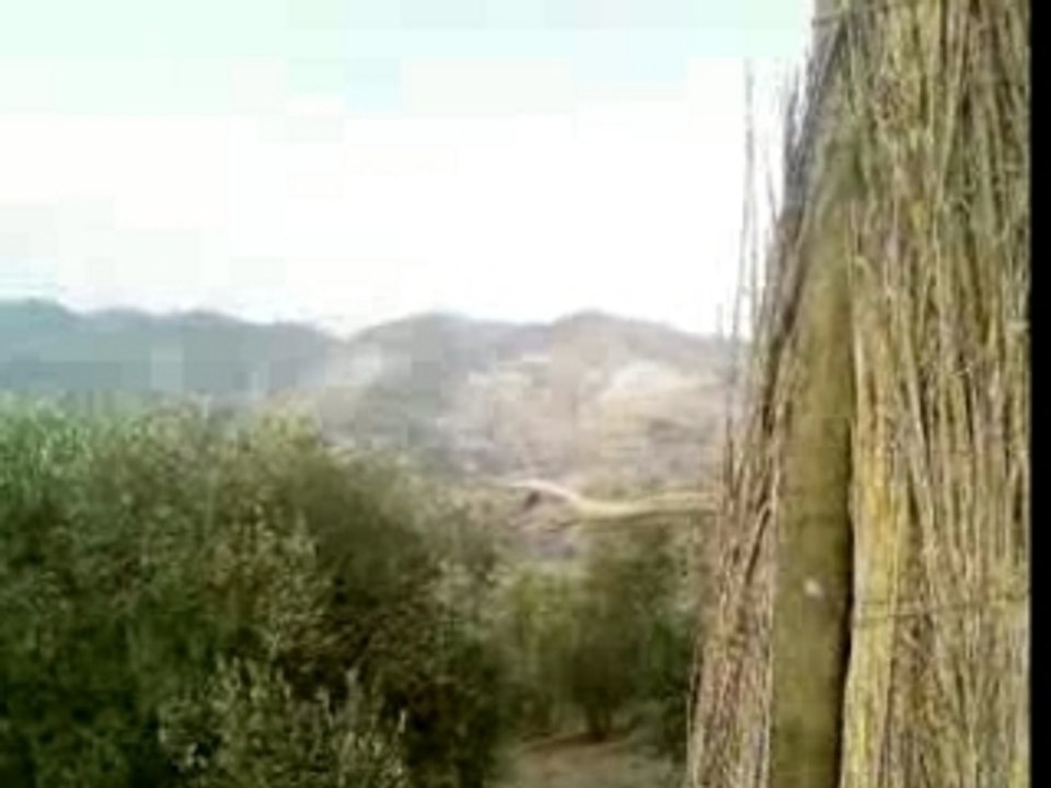 Mijiene