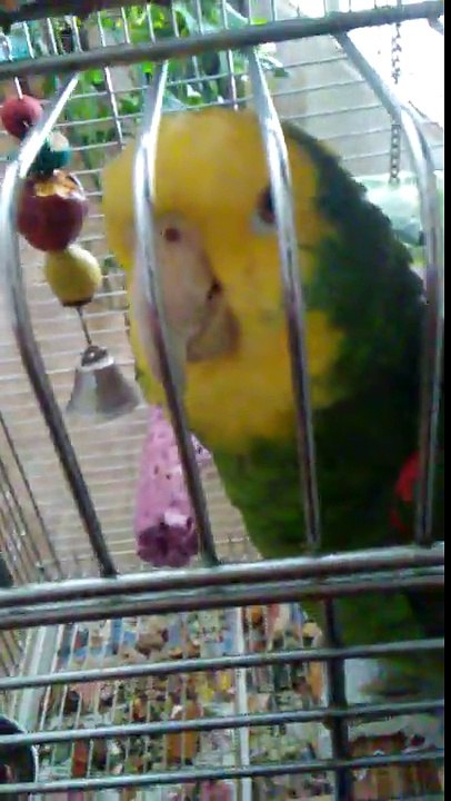 Bird gets attacking me