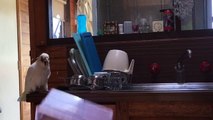 Un perroquet embête son maître !