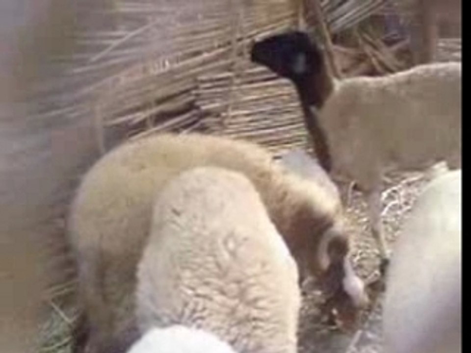 Les moutons mijiene temsamane