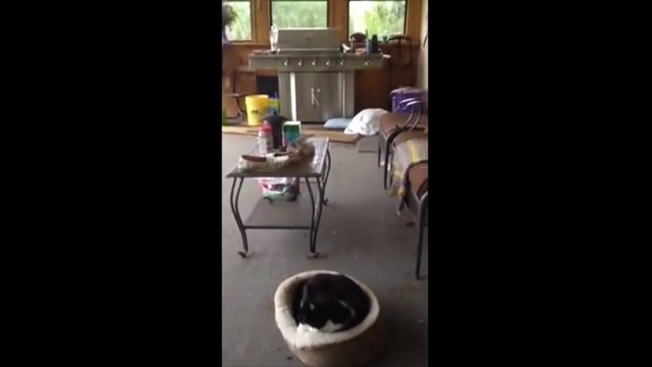 Un beagle fait peur à un chat !