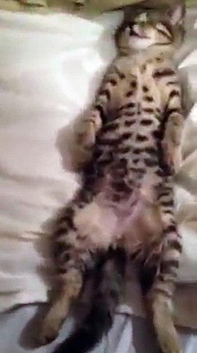 Funny Cute Sleeping cat