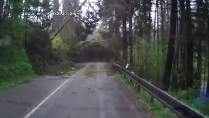 Plusieurs arbres tombent sur une voiture
