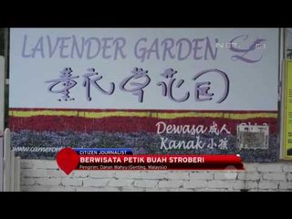 Berwisata Petik Buah Stroberi di Genting Malaysia - NET12