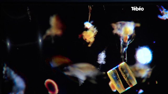 Océanopolis. Le nouveau Pavillon Bretagne ouvert