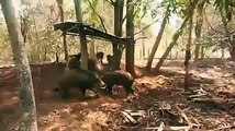 Piglet gets eaten by python and get destroyed by pack of wild boars(I don't own this video)