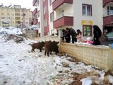 Tunceli'de Vatandaşlar, Mahalleye İnen Yaban Domuzlarını Elleriyle Besliyor