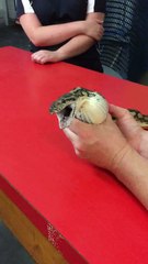 WTF: Un python recrache une balle de tennis