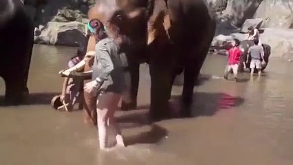 Elefante atira turista pelos ares enquanto esta o acariciava