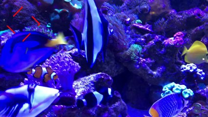 O canal de aquarismo DAYLYMOTION | INSCREVA-SE