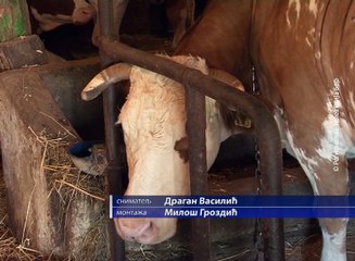 Povećani podsticaji za pčelare i uzgoj svinja, 11. februar 2016 (RTV Bor)