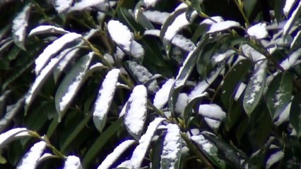 Cristaux de NEIGE