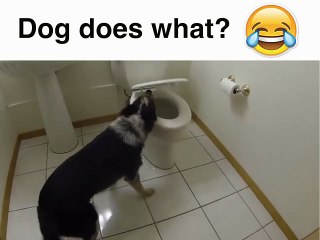 dog taking a shit in toilet!!!