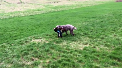 Labradoodle Slam Dunks a Jack Russel