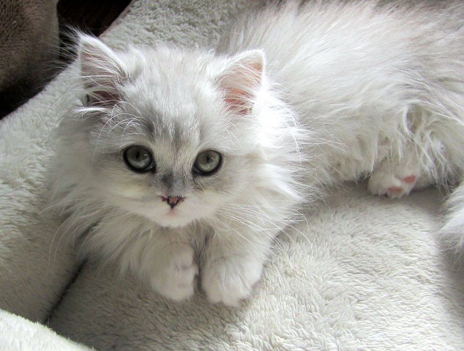 CUTE ADORABLE CATS KITTENS