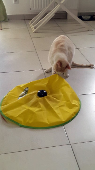 SU KYI teste un jeu pour chats